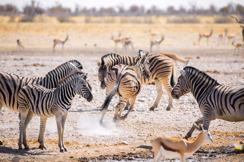 Lake Manyara National Safari From Arusha