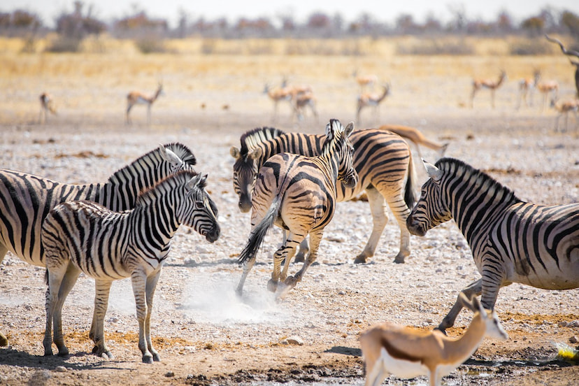 Lake Manyara National Safari From Arusha