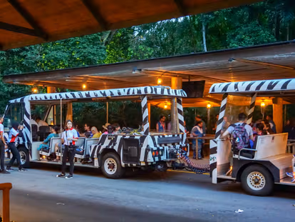 Night Safari - 1
