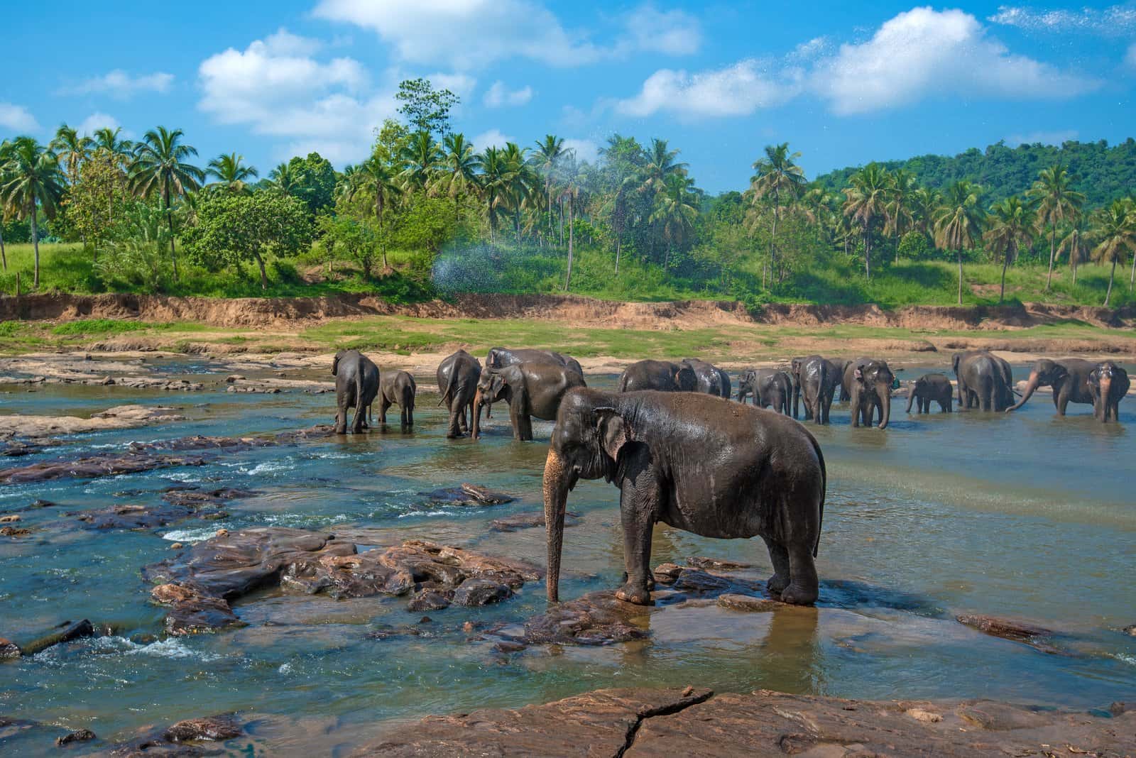 Pinnawala Elephant Orphanage in Sri Lanka Luxury Hotel Deals