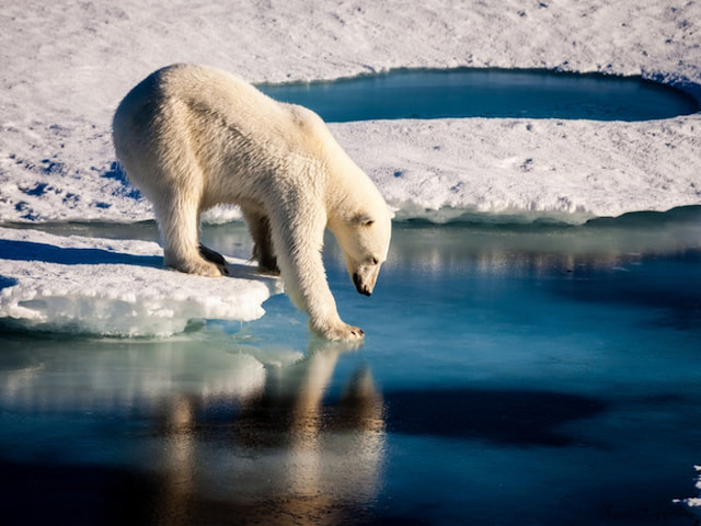 Search For Polar Bears In Churchill - 1