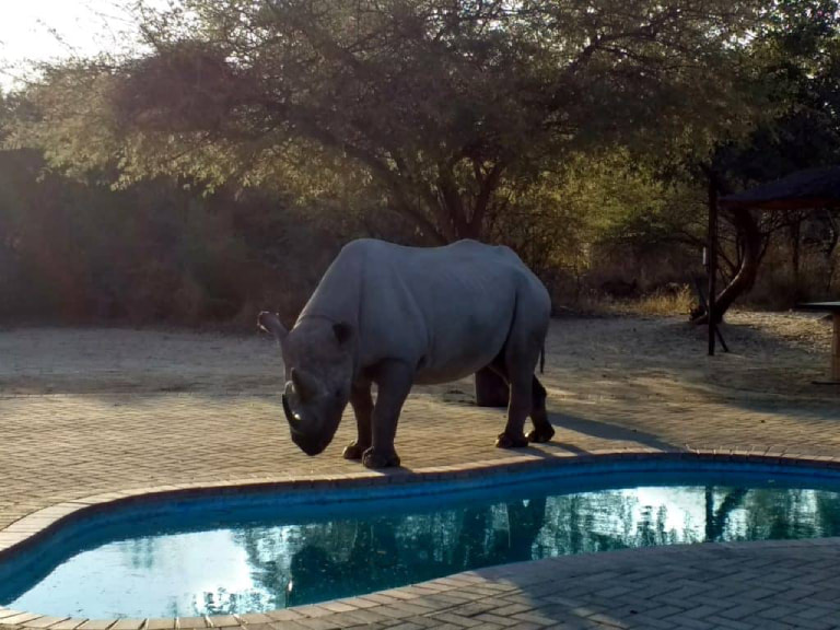 See-Rhinos-At-The-Khama-Rhino-Sanctuary-1