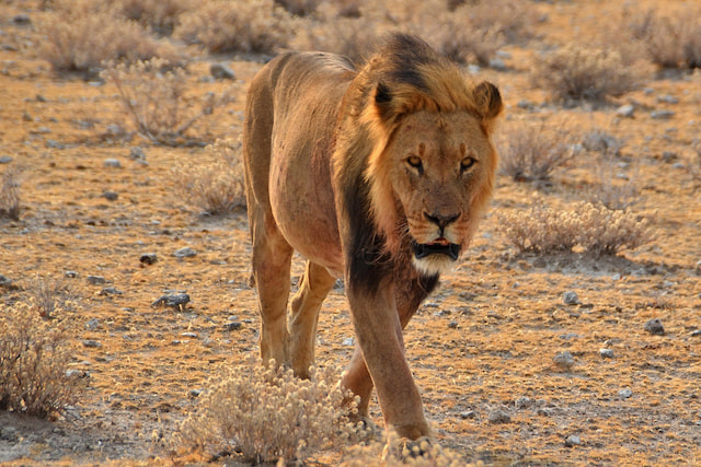 Serengeti National Park
