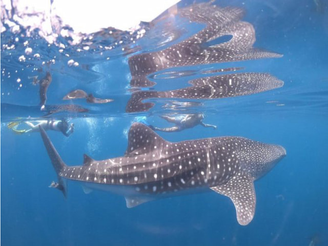 Snorkel in the Indian Ocean - 4