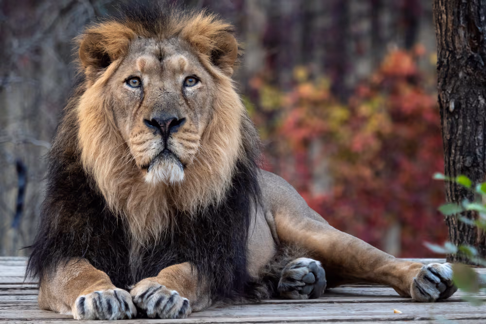 Spot Asiatic Lions at Gir National Park