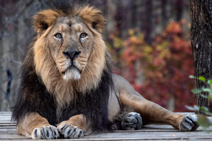 Spot Asiatic Lions at Gir National Park