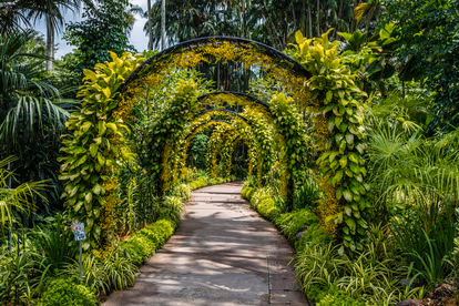 Stroll around Singapore Botanic Gardens
