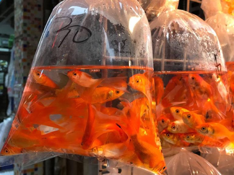 Stroll through the Goldfish Market - 1