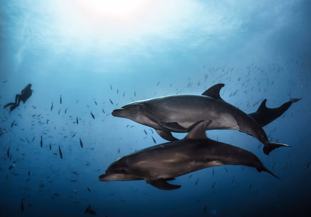 Swim with Dolphins