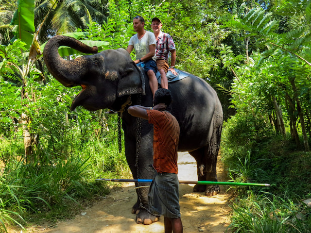 Take An Elephant Ride - 1