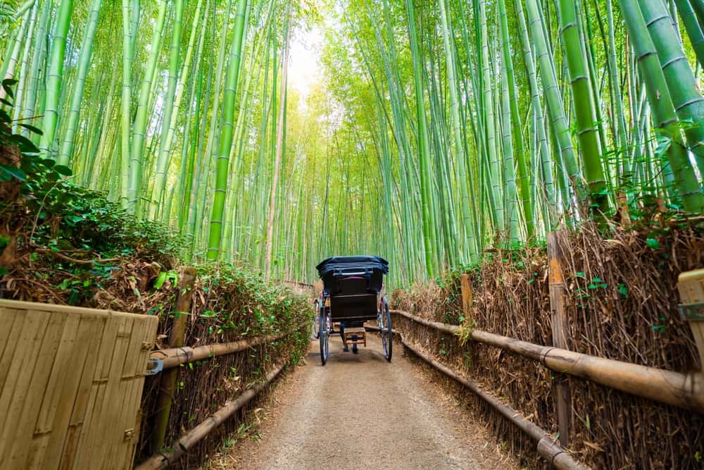 Wander through Arashiyama Bamboo Forest in Japan Honeymoon Tours