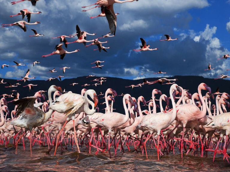 Watch Flock of Flamingos at Lake Nakuru - 1