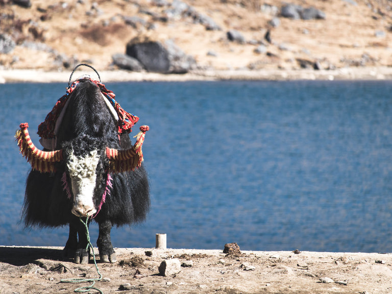Go For A Yak Safari On Your Sikkim Tour - 1