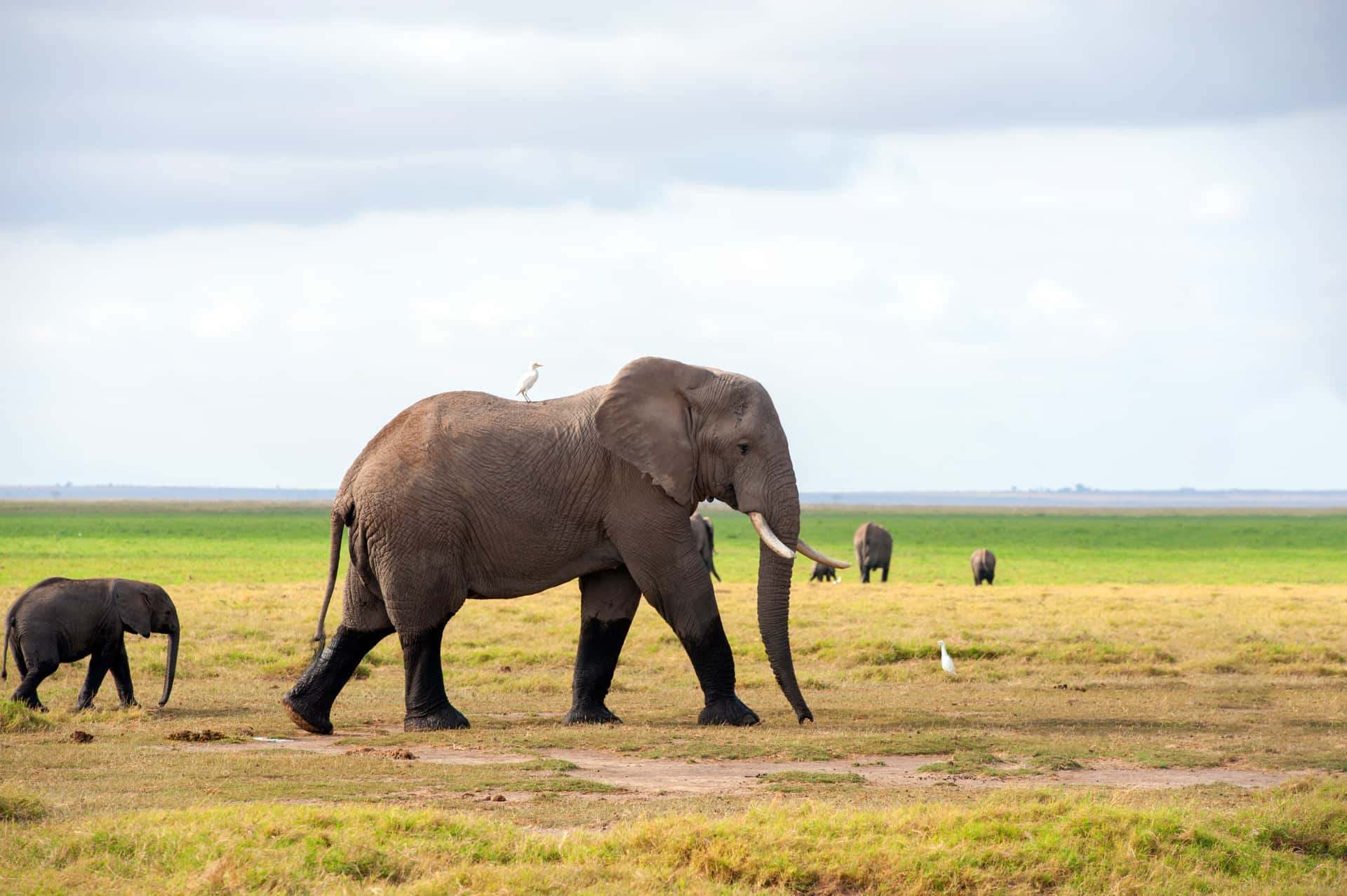 Amboseli National Park (Game Drive) in Kenya Luxury Hotel Deals