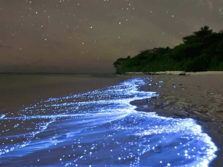 Bioluminescent Beach : glowing beach of Maldives in Maldives Luxury Hotel Deals