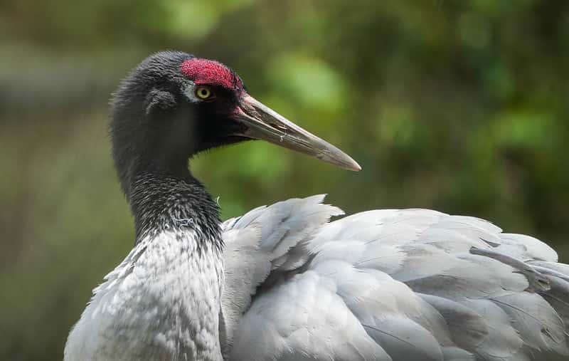 Explore Black Necked Cranes Centre in India Summer 2026 Tours