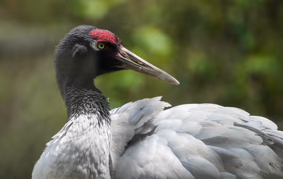 Explore Black Necked Cranes Centre