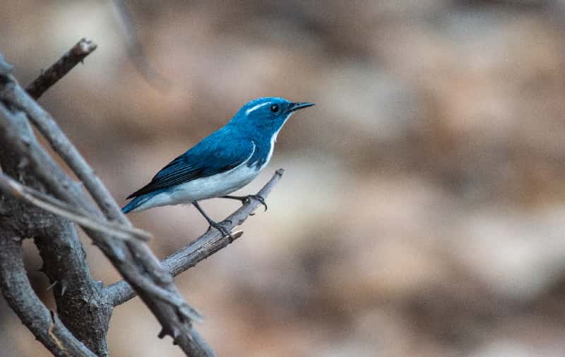 Capture The Indian Blue Robin At Victoria Park in Sri Lanka Luxury Hotel Deals