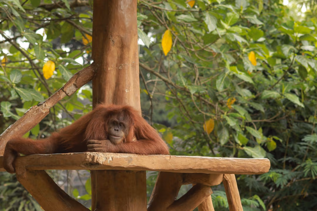 Breakfast With Orangutans In Bali Zoo