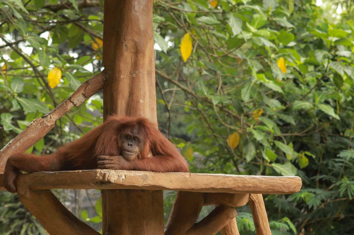 Breakfast With Orangutans In Bali Zoo in Bali Tour Packages from Mumbai