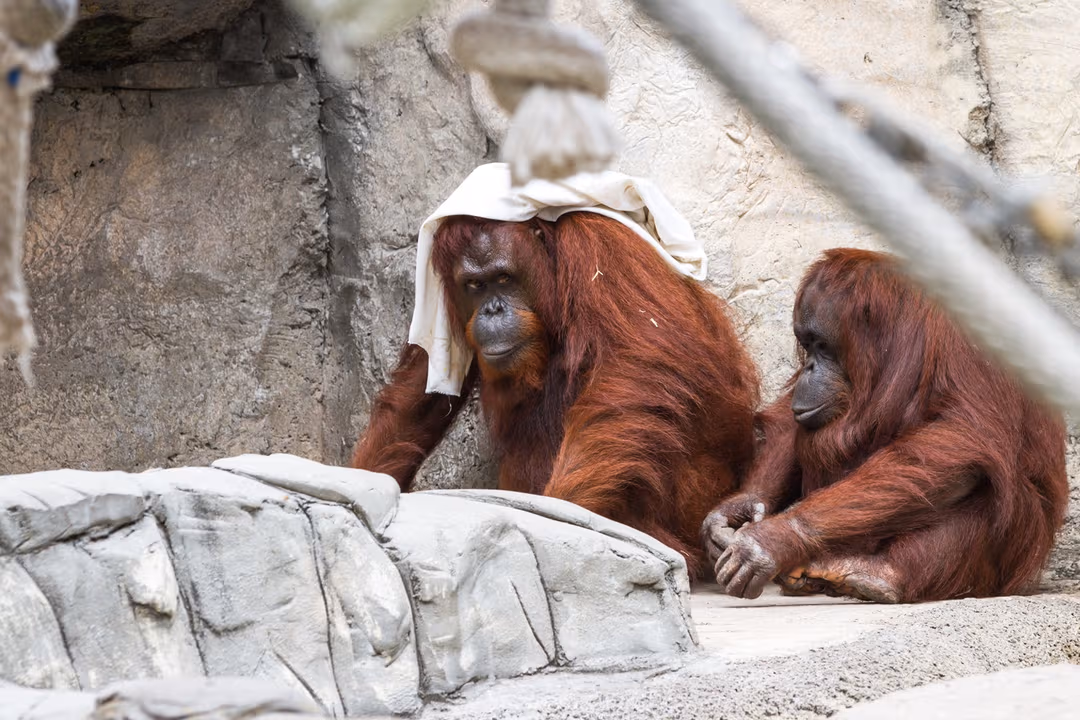Breakfast With Orangutans In Bali Zoo