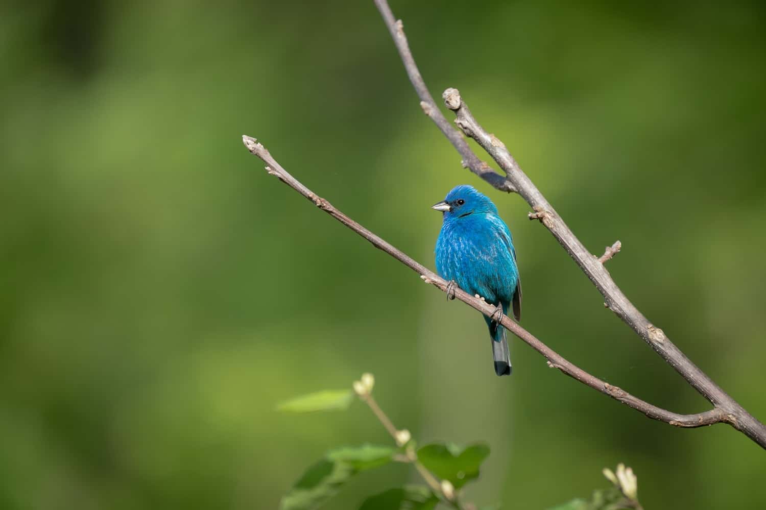 Capture The Indian Blue Robin At Victoria Park in Sri Lanka Luxury Hotel Deals