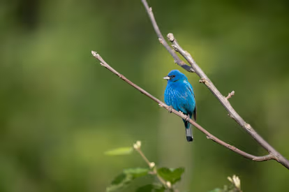 Capture The Indian Blue Robin At Victoria Park