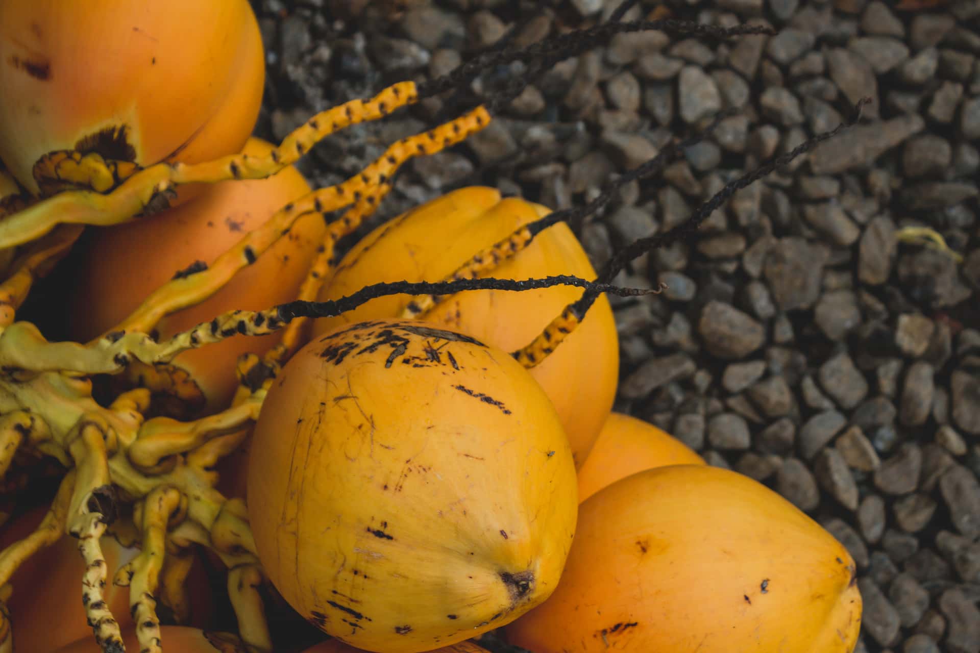 Refresh Yourself with an Orange Coconut in Sri Lanka Luxury Hotel Deals