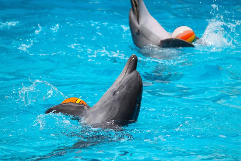 Dubai Dolphinarium