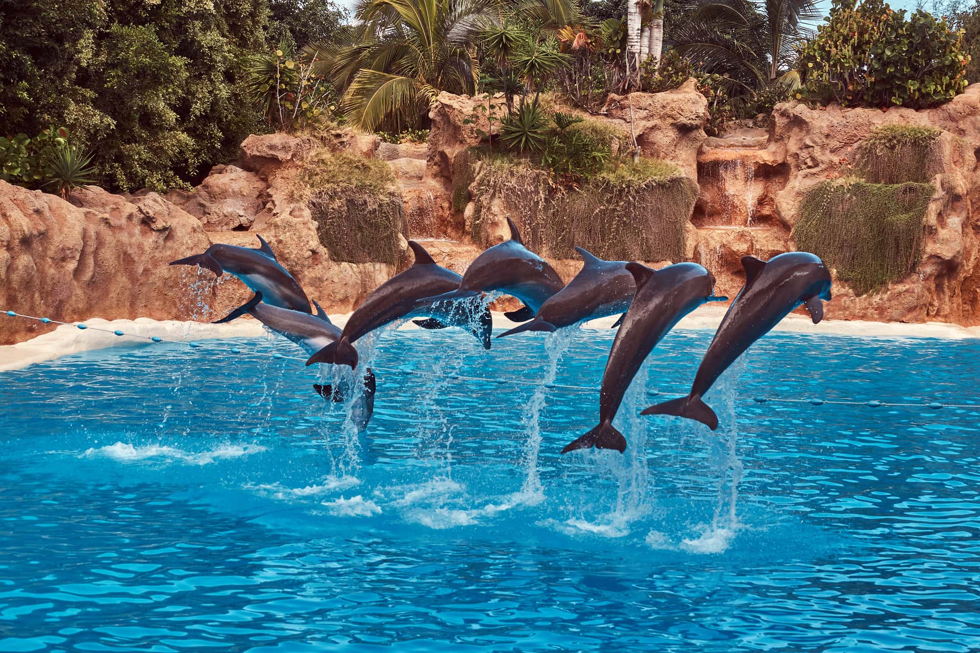 Make Friends With Dolphins At Dubai Dolphinarium in Dubai Luxury Hotel Deals