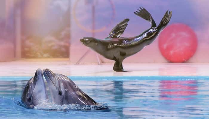 Dubai Dolphinarium in Dubai Luxury Hotel Deals