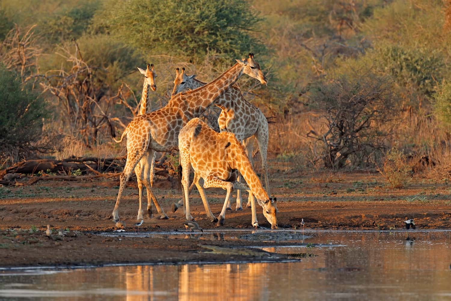 Eat breakfast with Giraffes at Giraffe Manor in Kenya Luxury Hotel Deals
