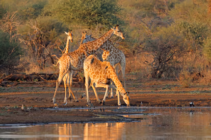 Eat breakfast with Giraffes at Giraffe Manor