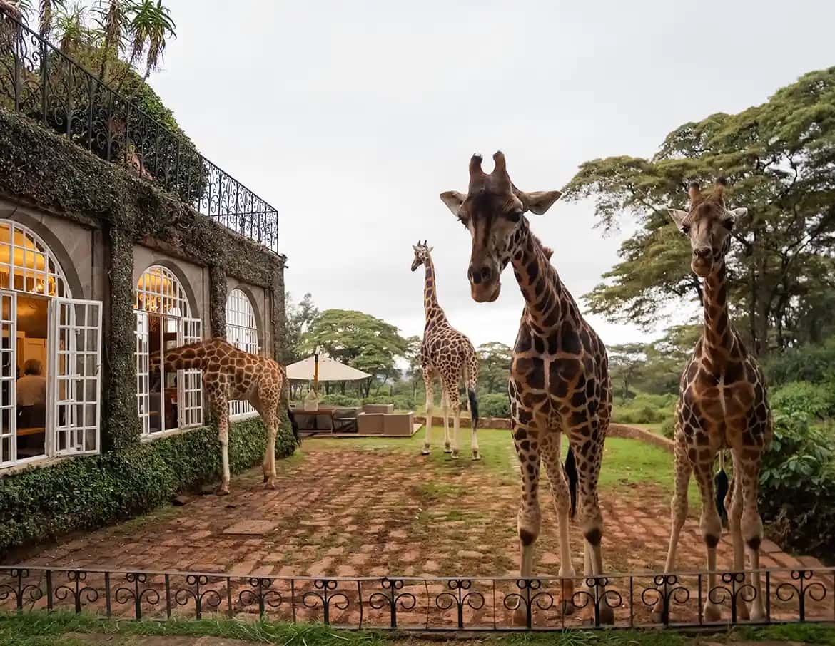 Eat breakfast with Giraffes at Giraffe Manor in Kenya Luxury Hotel Deals