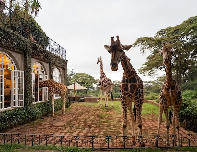 Eat breakfast with Giraffes at Giraffe Manor