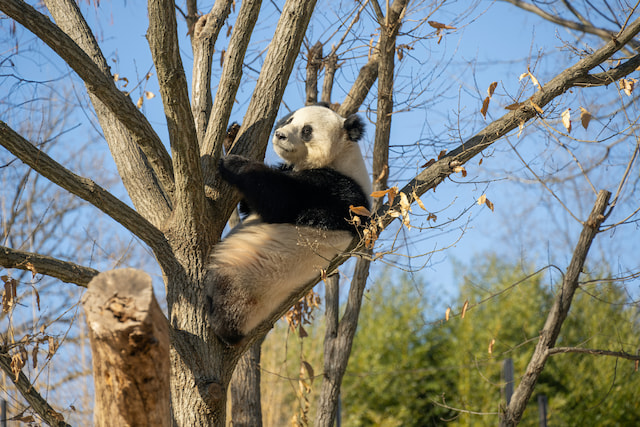Experience a rare chance to see giant pandas