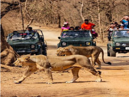 Jeep Safari in Gir National Park