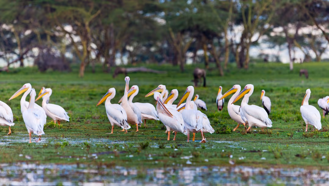 Go Boating at Lake Naivasha