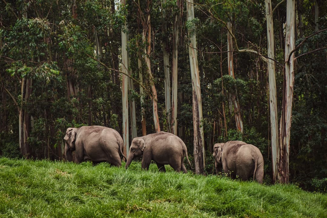 Go For A Unique Tribal Heritage Walk In Thekkady