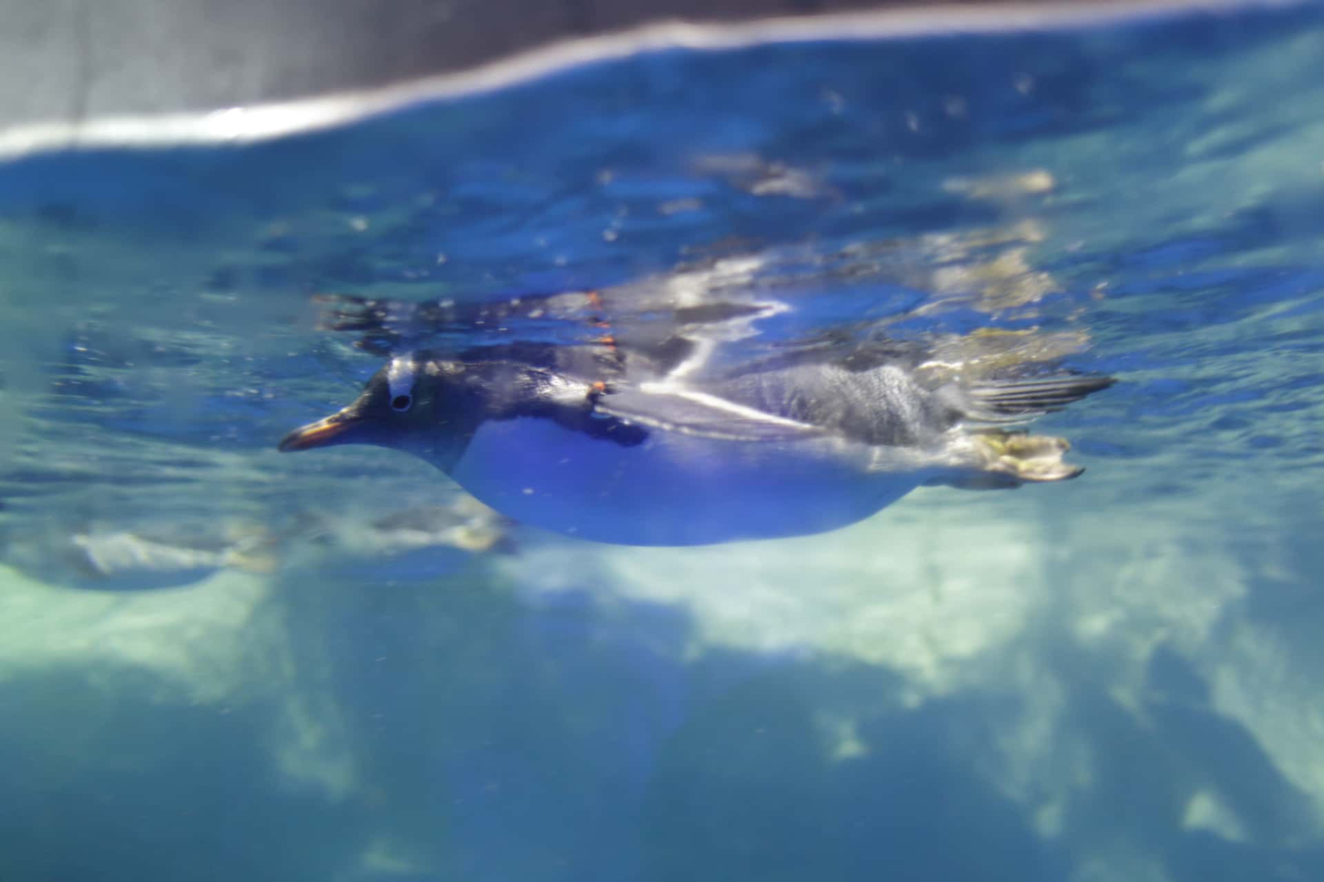 Kelly Tarlton's Sea Life Aquarium in Australia New Zealand City Break Tour