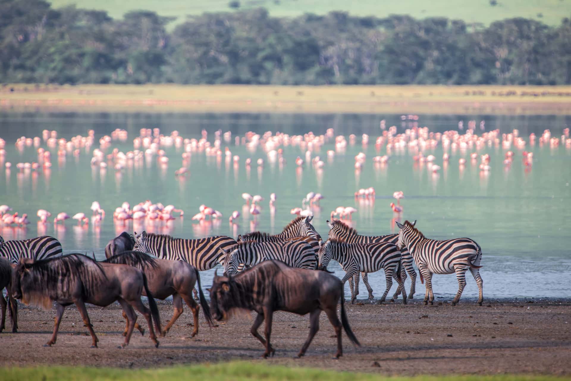 Watch Flock of Flamingos at Lake Nakuru in Kenya Luxury Hotel Deals