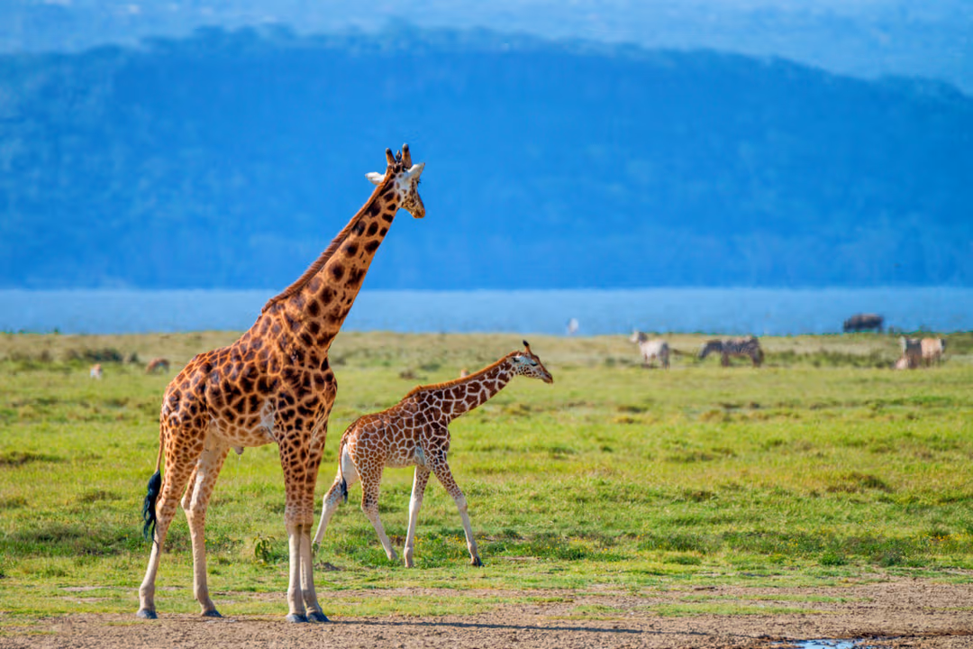 Lake Nakuru National Park (Game Drive)
