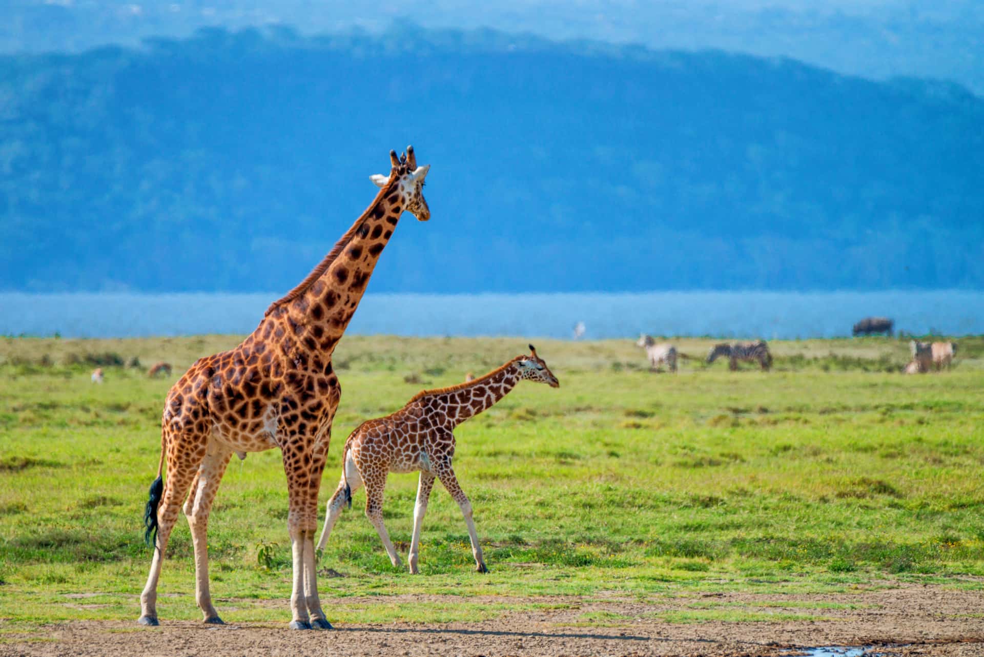 Lake Nakuru National Park (Game Drive) in Kenya Luxury Hotel Deals