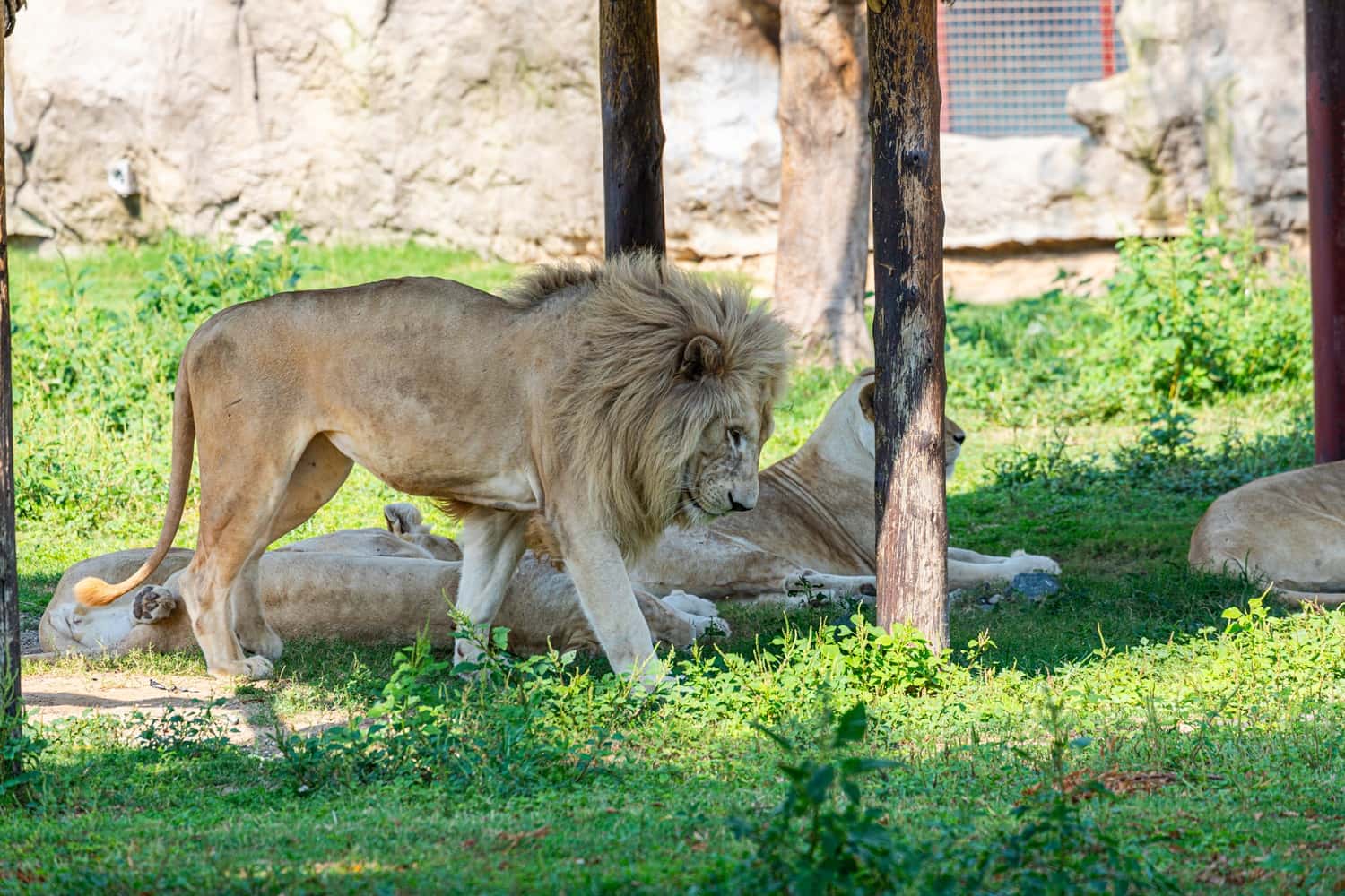 Lion Park in Africa Super Seller Packages