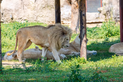 Lion Park