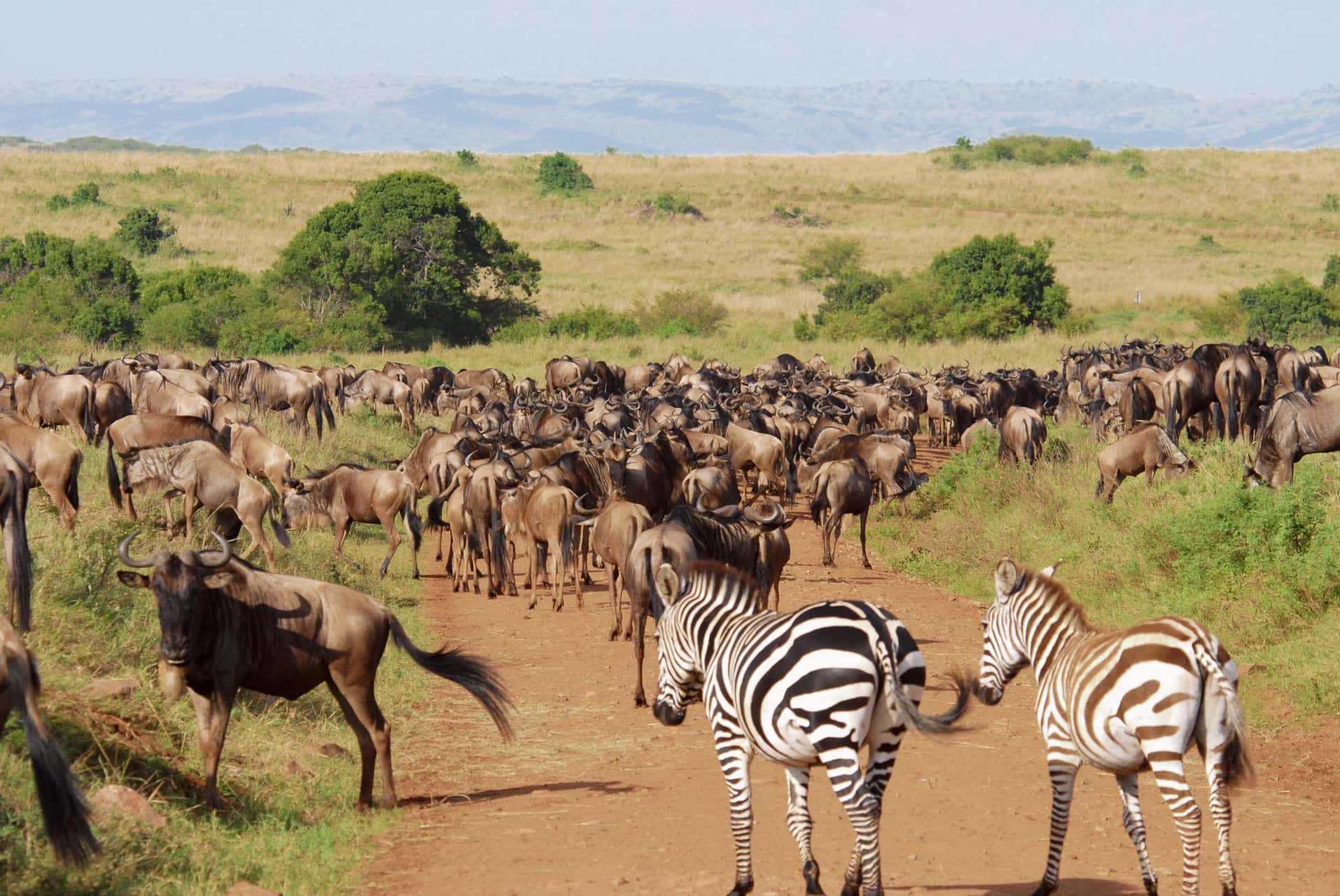 Watch the Great Migration in Masai Mara in Kenya Luxury Hotel Deals