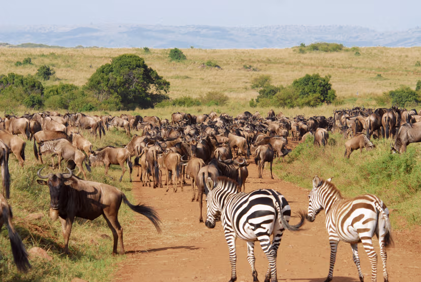 Watch the Great Migration in Masai Mara