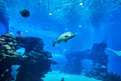 Ocean Kingdom Park