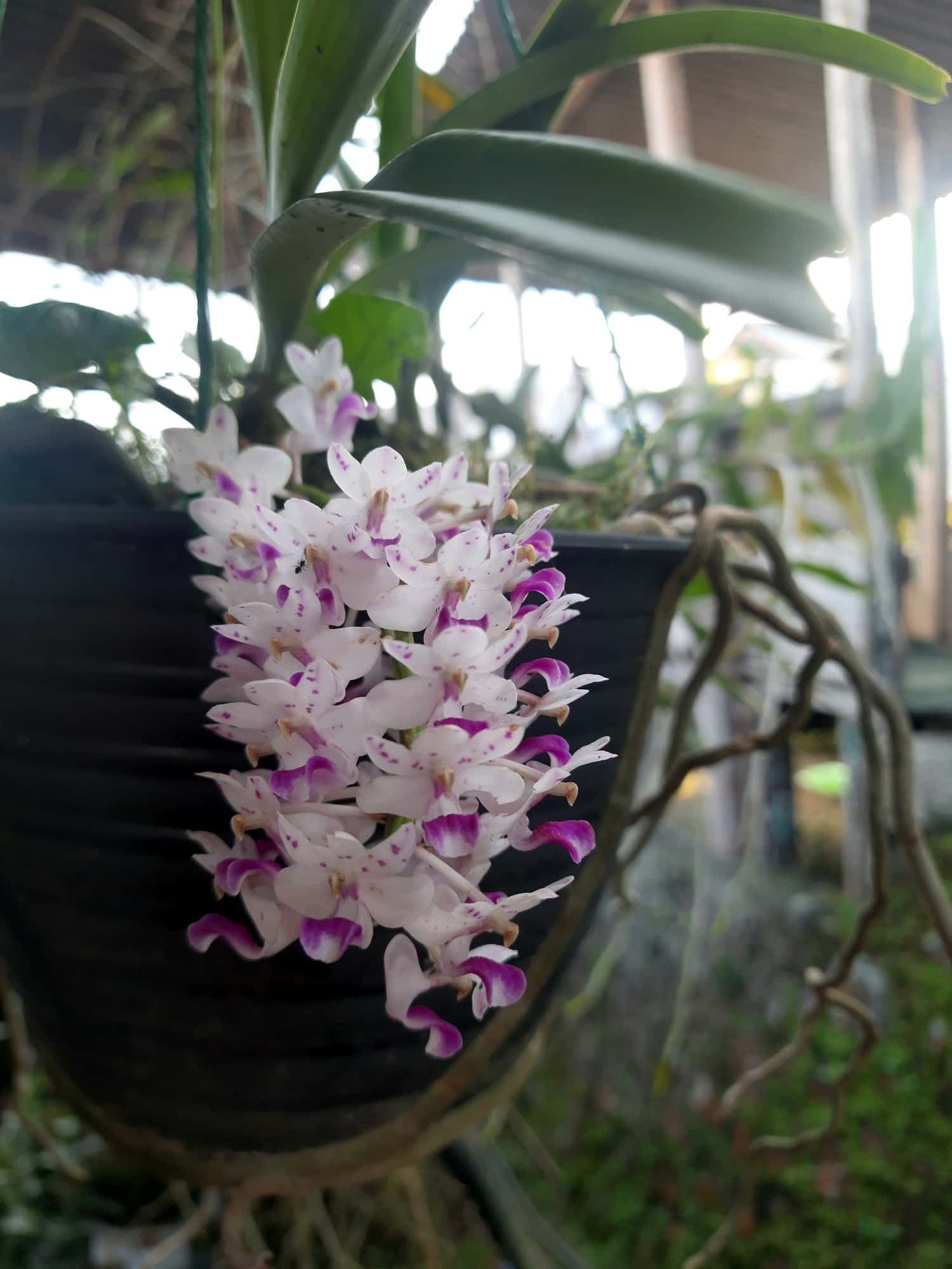 Discover Orchids Of Bhutan in India Summer 2026 Tours