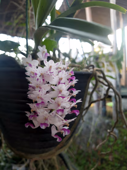 Discover Orchids Of Bhutan - 1